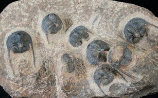 Onnia Mass Mortality Plate - El Kaid Rami, Morocco #13990