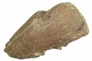 Fossil Pachycephalosaurid Ungual (Claw) - Montana #231238