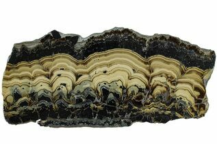 Buy Schalenblende