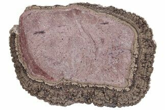 Polished, Cretaceous, Oncolite Stromatolite Fossil - Mexico #231388