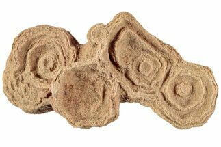 Flower-Like Sandstone Concretion - Pseudo Stromatolite #230330