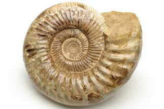 Jurassic Ammonite (Perisphinctes) - Madagascar #227591