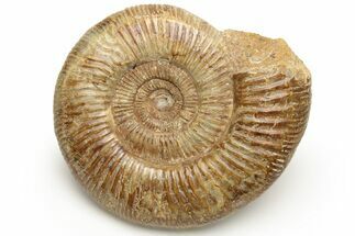 Jurassic Ammonite (Perisphinctes) - Madagascar #227597