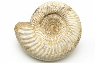 Jurassic Ammonite (Perisphinctes) - Madagascar #227598