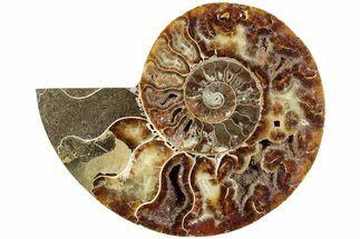 Bargain, Cut & Polished Ammonite Fossil (Half) - Madagascar #230057