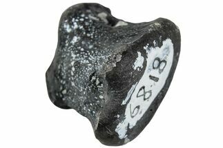 Juvenile Hadrosaur (Maiasaura) Phalanx Bone - Montana #231614