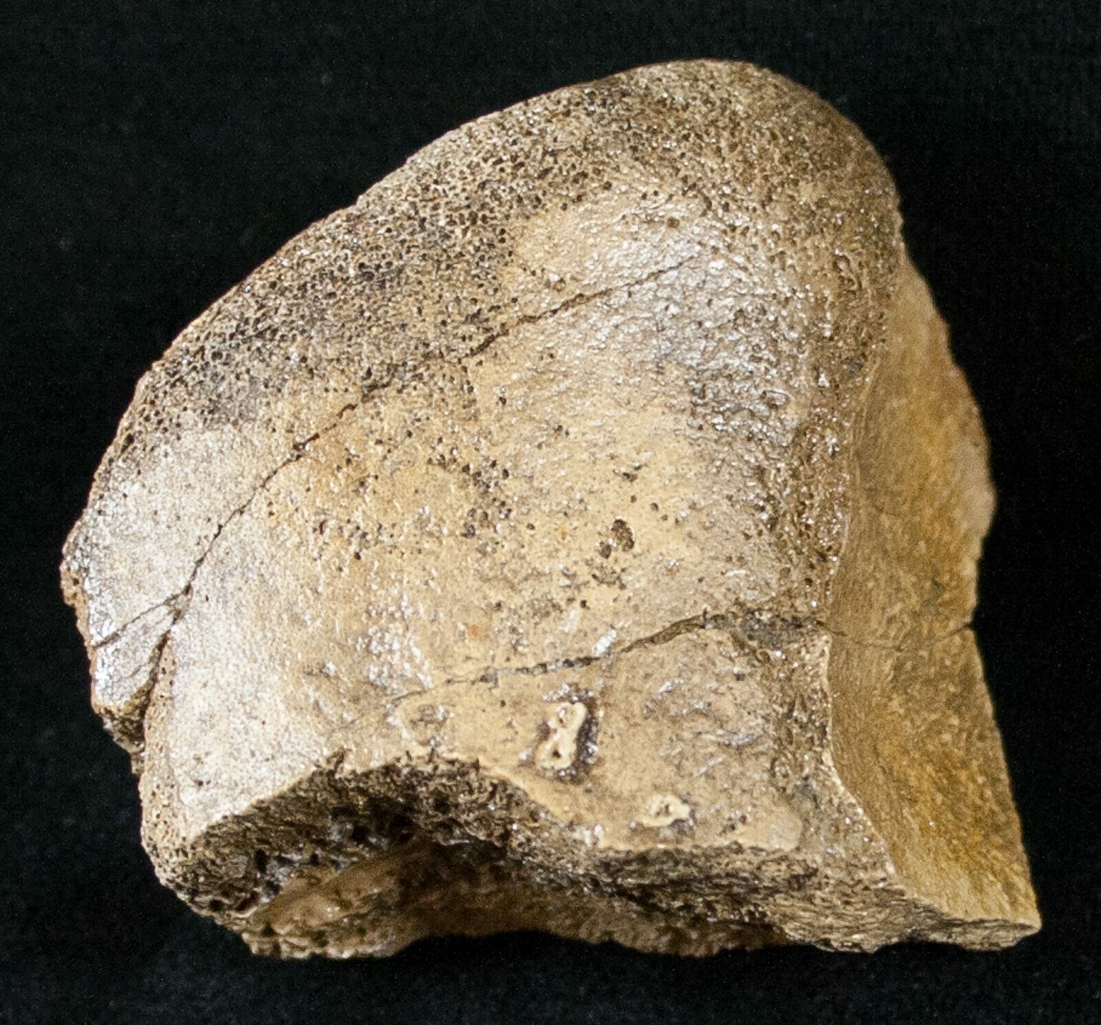 hadrosaur toe bone