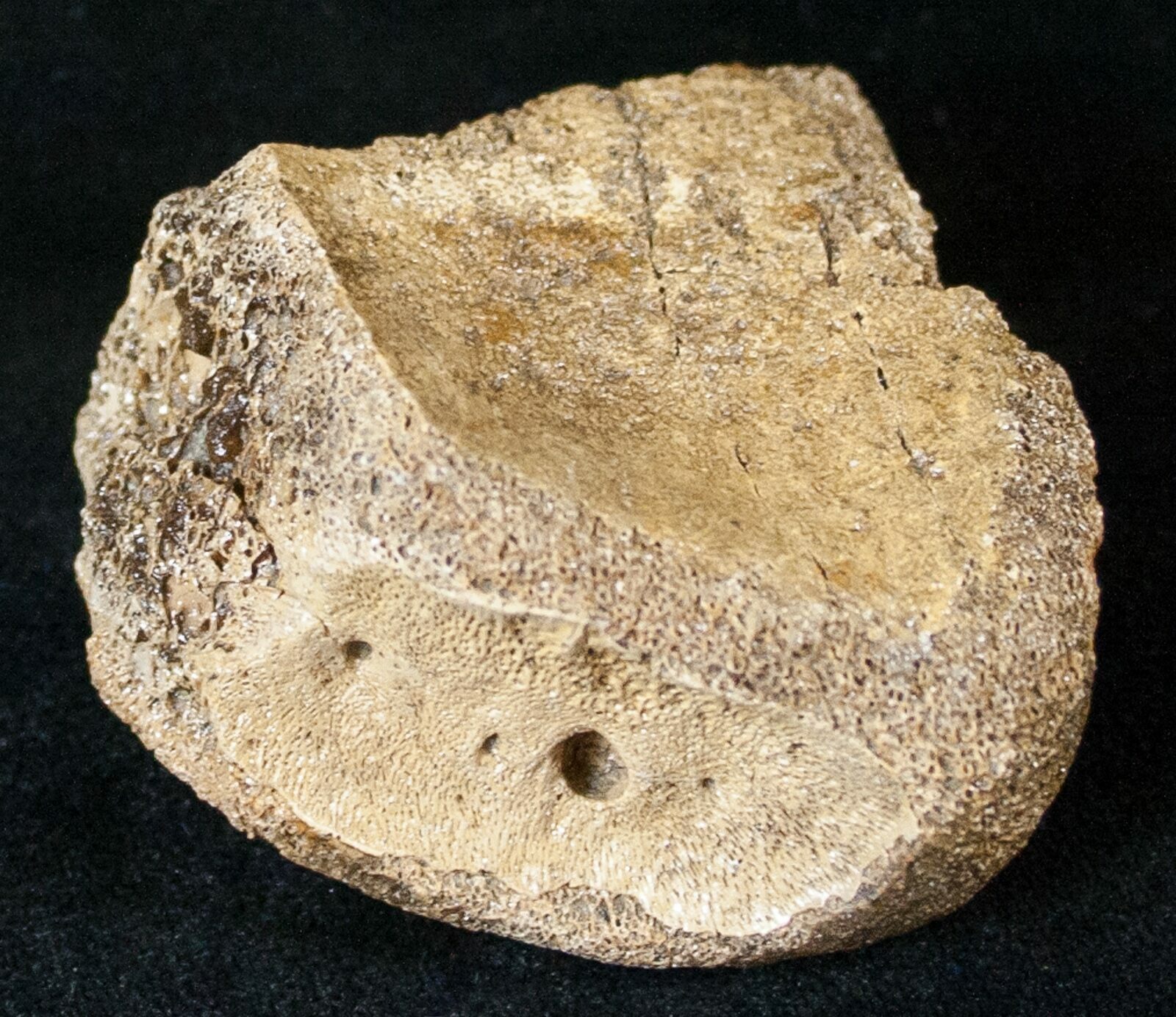 hadrosaur toe bone