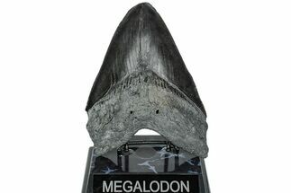 Serrated, Fossil Megalodon Tooth - South Carolina #231757