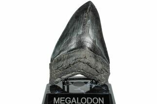 Serrated, Fossil Megalodon Tooth - South Carolina #231758