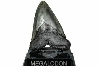 Fossil Megalodon Tooth - South Carolina #231774