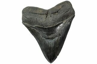 Serrated, Fossil Megalodon Tooth - South Carolina #231772