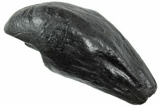 Fossil Sperm Whale (Scaldicetus) Tooth - South Carolina #231875