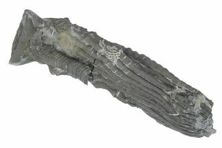 Fossil Crinoid (Halysiocrinus) - Monroe County, Indiana #231970