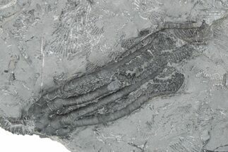 Fossil Crinoid (Histocrinus) - Monroe County, Indiana #231979