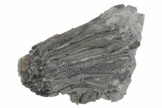 Fossil Crinoid (Dizygocrinus) - Monroe County, Indiana #231986