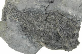 Fossil Crinoid (Parisocrinus) - Monroe County, Indiana #231991