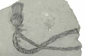Fossil Crinoid (Platycrinites) - Crawfordsville, Indiana #232148