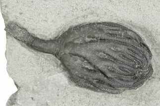 Fossil Crinoid (Taxocrinus) - Crawfordsville, Indiana #232151