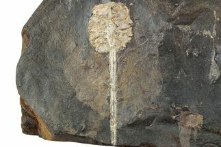 Fossil Cone (Parataxodium) With Ginkgo On Other Side #232006