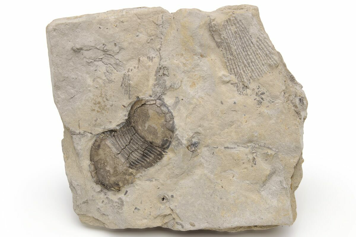 .8" Bumastus Ioxus Trilobite New York (232062) For Sale