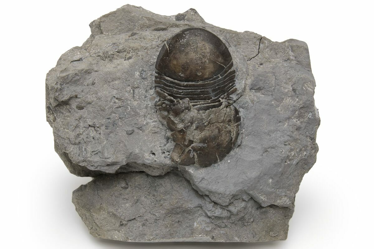 Bargain, .95" Bumastus Ioxus Trilobite New York (232158) For Sale