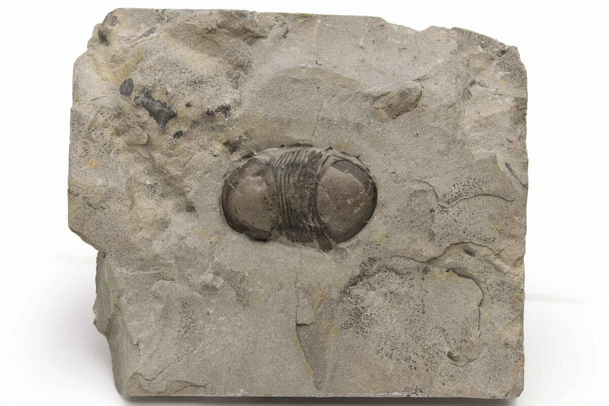 1.05" Bumastus Ioxus Trilobite New York (232165) For Sale