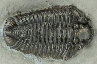 Calymene Niagarensis Trilobite Fossil - New York #232048
