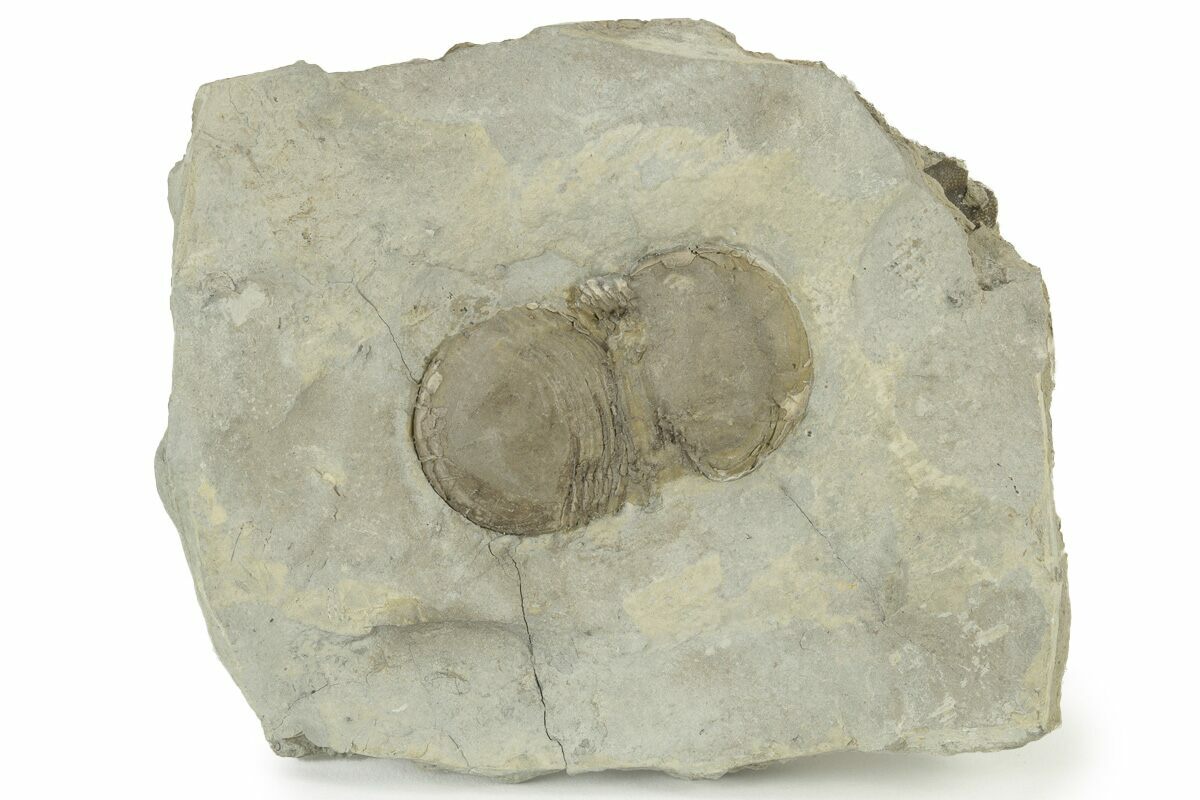 1.35" Bumastus Ioxus Trilobite New York (232077) For Sale