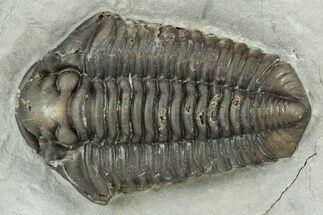 Calymene Niagarensis Trilobite Fossil - New York #232085