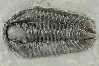 Calymene Niagarensis Trilobite Fossil - New York #232088