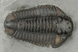 Calymene Niagarensis Trilobite Fossil - New York #232089
