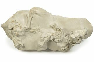 Fossil Oreodont (Merycoidodon) Skull with Associated Bones #232221