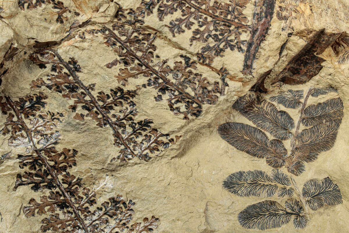 6" Pennsylvanian Fossil Fern Plate West Virginia (232195) For Sale