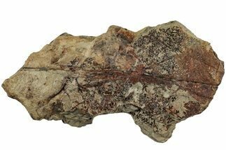 Pennsylvanian Fossil Fern (Eusphenopteris) Plate - West Virginia #232205
