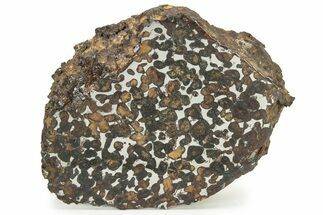 Polished Sericho Pallasite Meteorite (g) - Kenya, Africa #232274