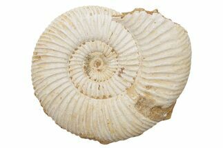 Jurassic Ammonite (Perisphinctes) Fossil - Madagascar #218826