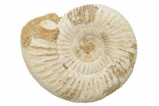 Jurassic Ammonite (Perisphinctes) Fossil - Madagascar #218832