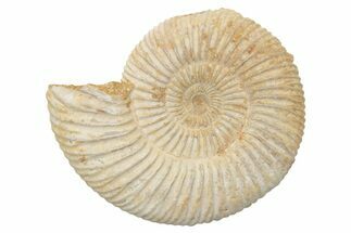 Jurassic Ammonite (Perisphinctes) Fossil - Madagascar #218849