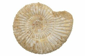 Jurassic Ammonite (Perisphinctes) Fossil - Madagascar #218852