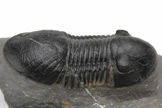 Prone Paralejurus Trilobite - Morocco #230475