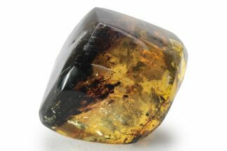 Polished Chiapas Amber ( grams) - Mexico #232559