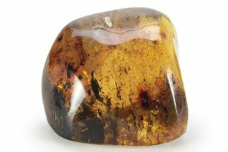 Polished Chiapas Amber ( grams) - Mexico #232564