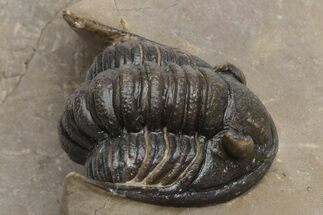 Dalejeproetus Trilobite - Uncommon Moroccan Proetid #230487