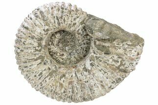 Bumpy Ammonite (Douvilleiceras) Fossil - Madagascar #232619