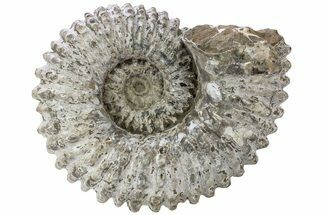 Huge, Bumpy Ammonite (Douvilleiceras) Fossil - Madagascar #232620