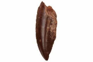Serrated, Raptor Tooth - Real Dinosaur Tooth #233060