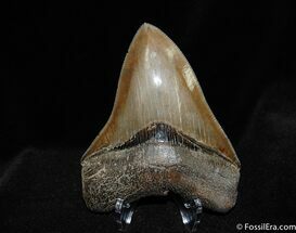 Beautiful Collector Grade Inch Megalodon Tooth #76