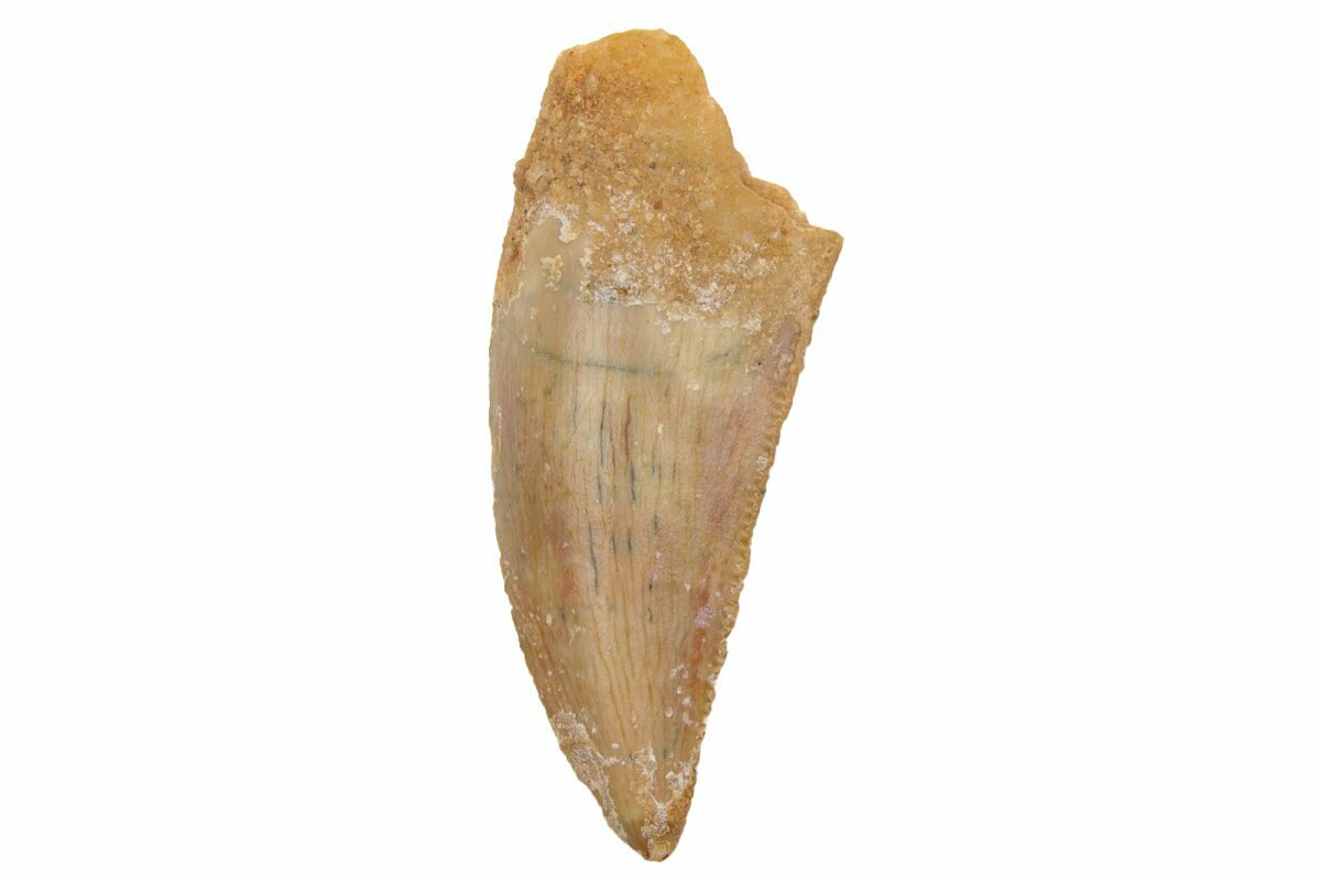 Serrated, 1" Raptor Tooth Real Dinosaur Tooth (233063) For Sale