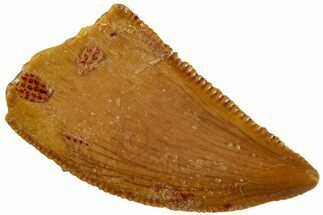 Serrated, Raptor Tooth - Real Dinosaur Tooth #232974